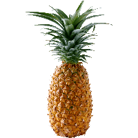 fruit.png